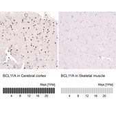 Monoclonal Anti-Bcl11A Antibody Produced In Mouse Prestige Antibodies&#174; Powered by Atlas Antibodies, clone CL13530, affinity isolated antibody, buffered aqueous glycerol solution