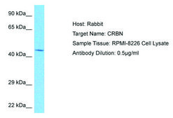 Anti-CRBN, (N-terminal) antibody produced in rabbit affinity isolated antibody
