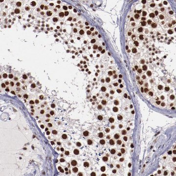 Anti-PPP4R3A antibody produced in rabbit Prestige Antibodies&#174; Powered by Atlas Antibodies, affinity isolated antibody, buffered aqueous glycerol solution