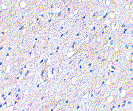 Anti-BAP3 antibody produced in rabbit affinity isolated antibody, buffered aqueous solution