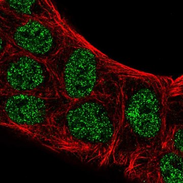 Anti-ATOH8 antibody produced in rabbit Prestige Antibodies&#174; Powered by Atlas Antibodies, affinity isolated antibody