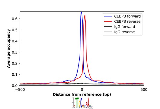 Anti-CEBPB antibody produced in rabbit Prestige Antibodies&#174; Powered by Atlas Antibodies, affinity isolated antibody