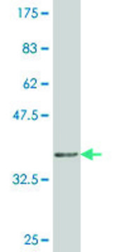 Monoclonal Anti-SOX21 antibody produced in mouse clone 3H4, purified immunoglobulin, buffered aqueous solution