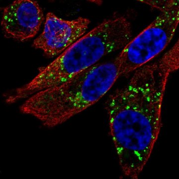 Anti-NIPA2 antibody produced in rabbit Prestige Antibodies&#174; Powered by Atlas Antibodies, affinity isolated antibody