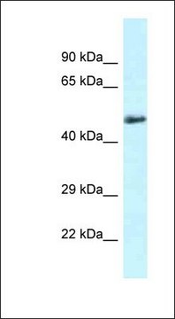 Anti-SLC1A4 antibody produced in rabbit affinity isolated antibody