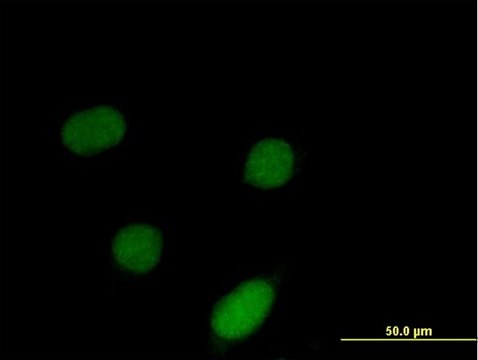 Anti-ID3 antibody produced in mouse purified immunoglobulin, buffered aqueous solution