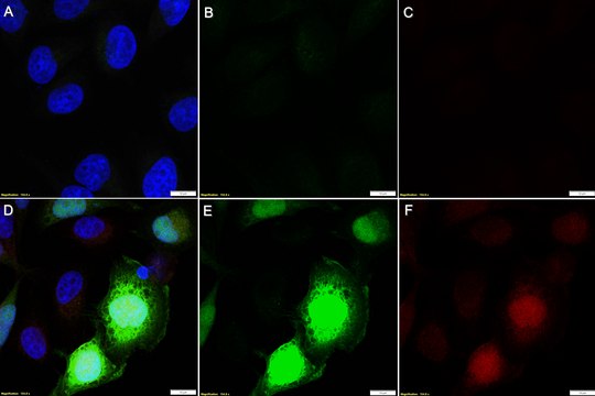 Anti-mCherry Antibody, clone 1E10 ZooMAb&#174; Rabbit Monoclonal recombinant, expressed in HEK 293 cells