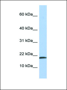 Anti-IL1A antibody produced in rabbit affinity isolated antibody