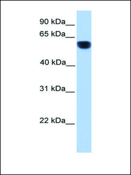 Anti-CYP1A1 (AB3) antibody produced in rabbit affinity isolated antibody