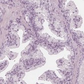 Anti-PAEP antibody produced in rabbit Prestige Antibodies&#174; Powered by Atlas Antibodies, affinity isolated antibody, buffered aqueous glycerol solution