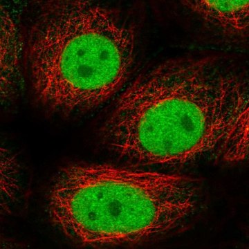 Anti-GTF2F1 antibody produced in rabbit Prestige Antibodies&#174; Powered by Atlas Antibodies, affinity isolated antibody