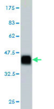 ANTI-ZNF41 antibody produced in mouse clone 2F1, purified immunoglobulin, buffered aqueous solution