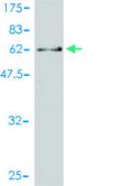 Monoclonal Anti-CDC2L5 antibody produced in mouse clone 1B3-1B11, purified immunoglobulin, buffered aqueous solution