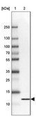 Anti-FKBP1A antibody produced in rabbit Prestige Antibodies&#174; Powered by Atlas Antibodies, affinity isolated antibody, buffered aqueous glycerol solution