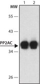 Anti-PP2A, C subunit antibody, Mouse monoclonal clone 7A6, purified from hybridoma cell culture