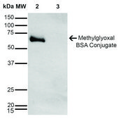 Monoclonal Anti-Methylglyoxal-PerCP antibody produced in mouse clone 9E7