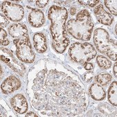 Anti-ETHE1 antibody produced in rabbit Prestige Antibodies&#174; Powered by Atlas Antibodies, affinity isolated antibody, buffered aqueous glycerol solution, ab3
