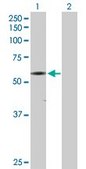 Anti-CAMK2G antibody produced in rabbit IgG fraction of antiserum, buffered aqueous solution