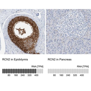Anti-RCN2 antibody produced in rabbit Prestige Antibodies&#174; Powered by Atlas Antibodies, affinity isolated antibody, buffered aqueous glycerol solution