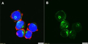 Anti-SCA-1/LY6A-E Antibody, clone 1J4-H2 ZooMAb&#174; Rabbit Monoclonal recombinant, expressed in HEK 293 cells