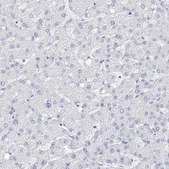 Anti-FLG antibody produced in rabbit Prestige Antibodies&#174; Powered by Atlas Antibodies, affinity isolated antibody, buffered aqueous glycerol solution, ab2