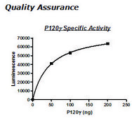 PI3 kinase (p120g) Active human recombinant, expressed in baculovirus infected insect cells, &#8805;90% (SDS-PAGE)