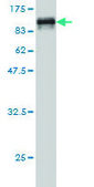 Monoclonal Anti-NARS antibody produced in mouse clone 2D6, purified immunoglobulin, buffered aqueous solution