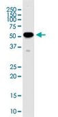 Monoclonal Anti-RNPS1 antibody produced in mouse clone 7G8, purified immunoglobulin, buffered aqueous solution