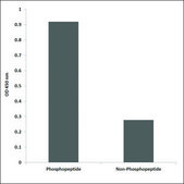 Anti-phospho-Src (pTyr418) antibody produced in rabbit affinity isolated antibody