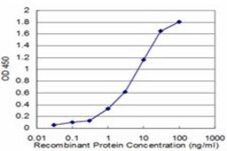 Monoclonal Anti-NVL, (C-terminal) antibody produced in mouse clone 3D10, purified immunoglobulin, buffered aqueous solution
