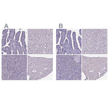 Anti-SPEF2 antibody produced in rabbit Prestige Antibodies&#174; Powered by Atlas Antibodies, affinity isolated antibody, buffered aqueous glycerol solution