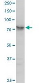 Anti-ARNT antibody produced in mouse purified immunoglobulin, buffered aqueous solution
