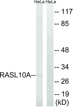 Anti-RASL10A antibody produced in rabbit affinity isolated antibody