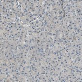 Anti-ICAM5 antibody produced in rabbit Ab1, Prestige Antibodies&#174; Powered by Atlas Antibodies, affinity isolated antibody, buffered aqueous glycerol solution