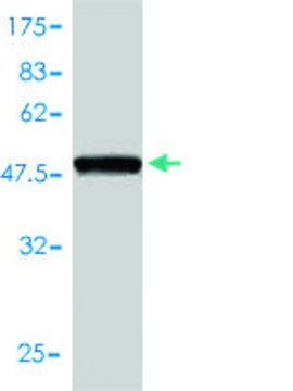 Monoclonal Anti-PRDX6 antibody produced in mouse clone 3A10-2A11, purified immunoglobulin, buffered aqueous solution