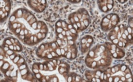 Anti-UNC93B1 Antibody, clone 2C13 ZooMAb&#174; Rabbit Monoclonal recombinant, expressed in HEK 293 cells