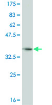 ANTI-HEYL antibody produced in mouse clone 1E2, purified immunoglobulin, buffered aqueous solution