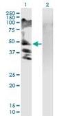 Anti-RSC1A1 antibody produced in mouse purified immunoglobulin, buffered aqueous solution