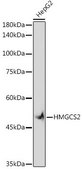 Anti-HMGCS2 antibody produced in rabbit