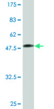 Monoclonal Anti-TPI1 antibody produced in mouse clone 2C3, ascites fluid