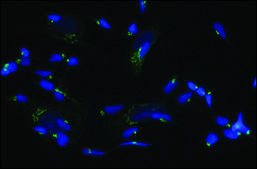 Anti-C9orf72 antibody produced in rabbit affinity isolated antibody
