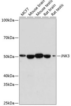 Anti-JNK3 Antibody, clone 2O10P2, Rabbit Monoclonal