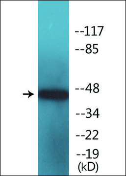 Anti-phospho-Elk3 (pSer357) antibody produced in rabbit affinity isolated antibody