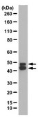 Anti-NeuN Antibody (rabbit) from rabbit, purified by affinity chromatography