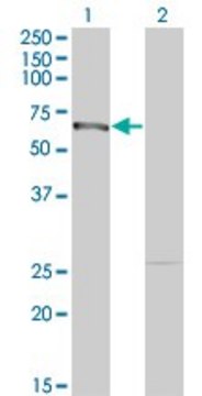 Monoclonal Anti-DMAP1, (N-terminal) antibody produced in mouse clone 5H4, purified immunoglobulin, buffered aqueous solution
