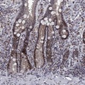 Anti-TCEAL1 antibody produced in rabbit Prestige Antibodies&#174; Powered by Atlas Antibodies, affinity isolated antibody, buffered aqueous glycerol solution