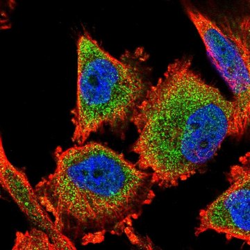 Anti-C14orf159 antibody produced in rabbit Prestige Antibodies&#174; Powered by Atlas Antibodies, affinity isolated antibody