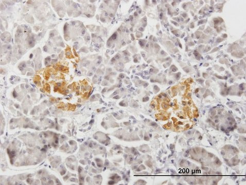 Anti-PTPRN2 antibody produced in mouse purified immunoglobulin, buffered aqueous solution