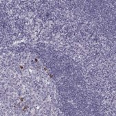 Anti-CCL19 antibody produced in rabbit Prestige Antibodies&#174; Powered by Atlas Antibodies, affinity isolated antibody
