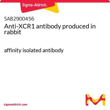 Anti-XCR1 antibody produced in rabbit affinity isolated antibody